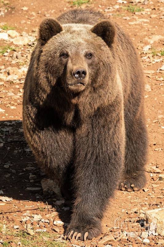 eurasian-brown-bear-martyn-f-chillmaidscience-photo-library.jpg