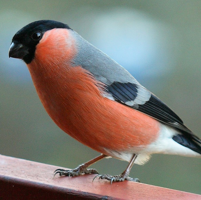 Eurasian bullfinch.jpg