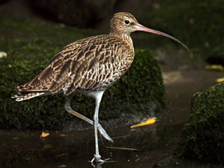 Eurasian Curlew.jpg