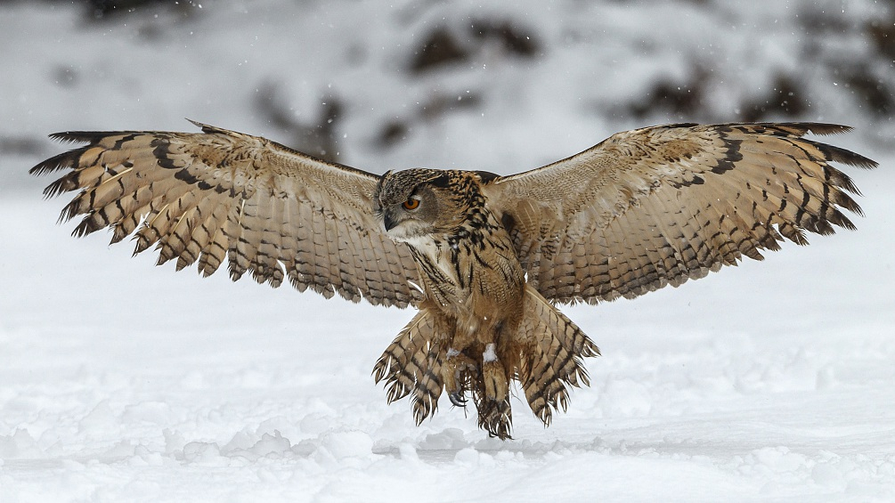 eurasian eagle owl.jpg