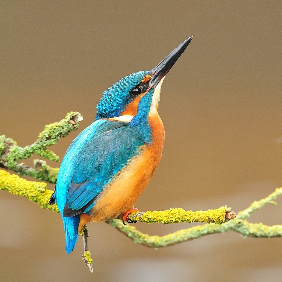 Eurasian kingfisher.jpg