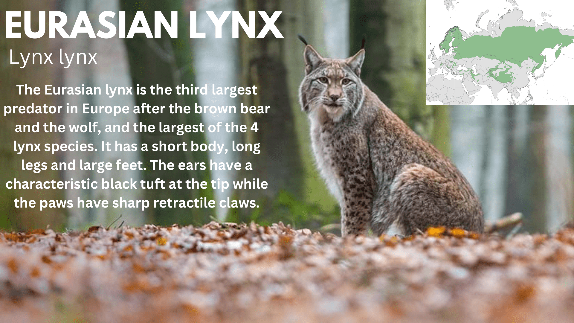 EURASIAN LYNX (1).png