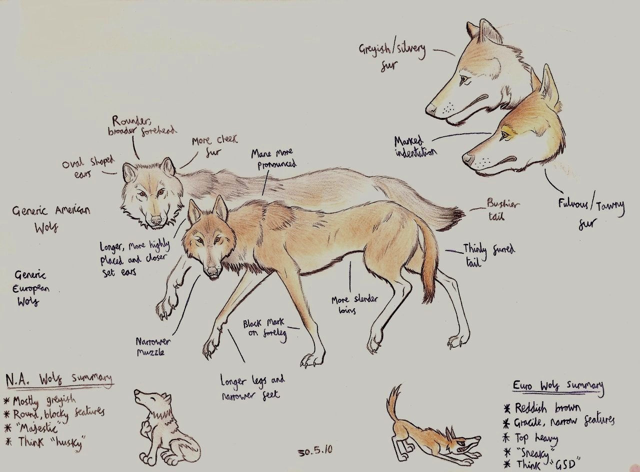 eurasian_wolf_tutorial_by_dark_hyena.jpg