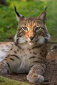 Euroasian Lynx.jpg