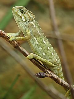 Europaeisches-Chamaeleon.jpg