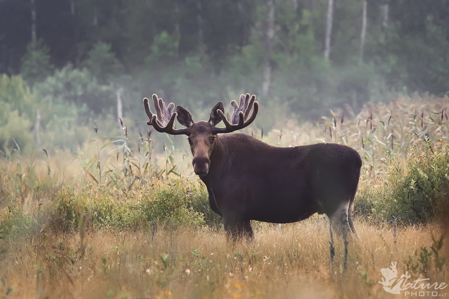 european-elk-antlers.jpg