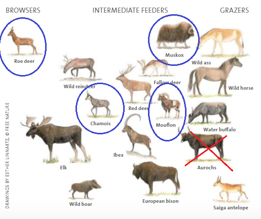 european ungulates.png