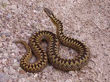 European Viper.jpg