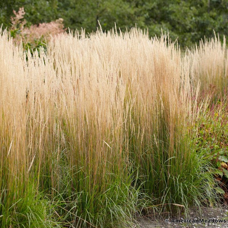feather-reed-grass-karl-foerster-calamagrostis-border-plumes_3.jpg