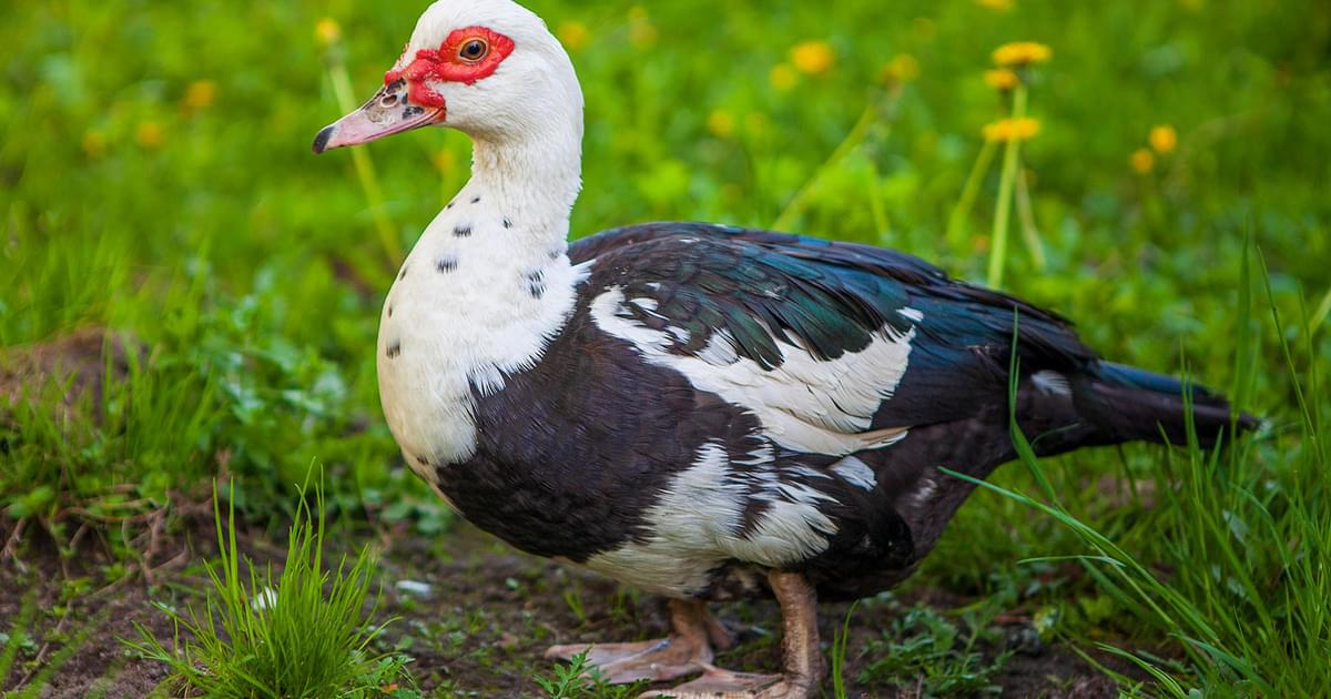 female-muscovy-ducks.jpg