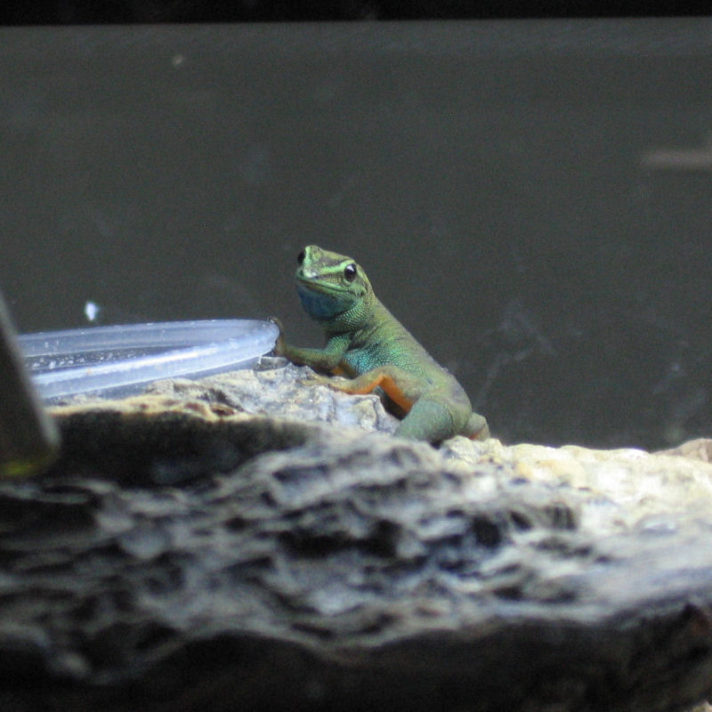 Female Turquoise Dwarf Gecko.jpg