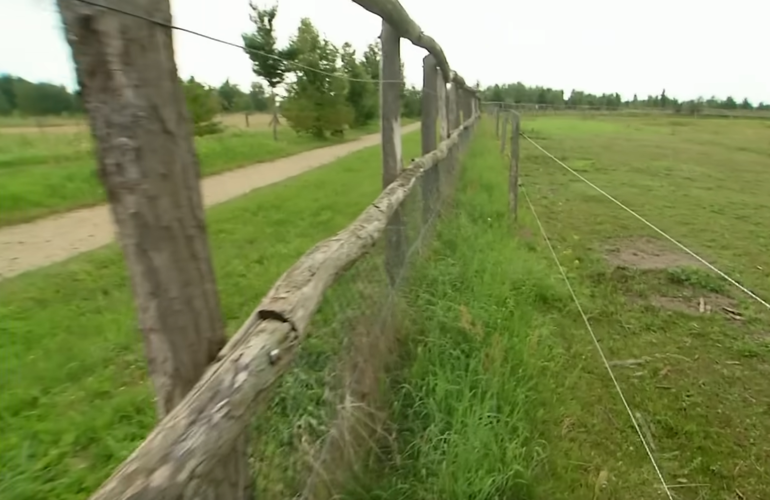 Fence_Przewalski.png