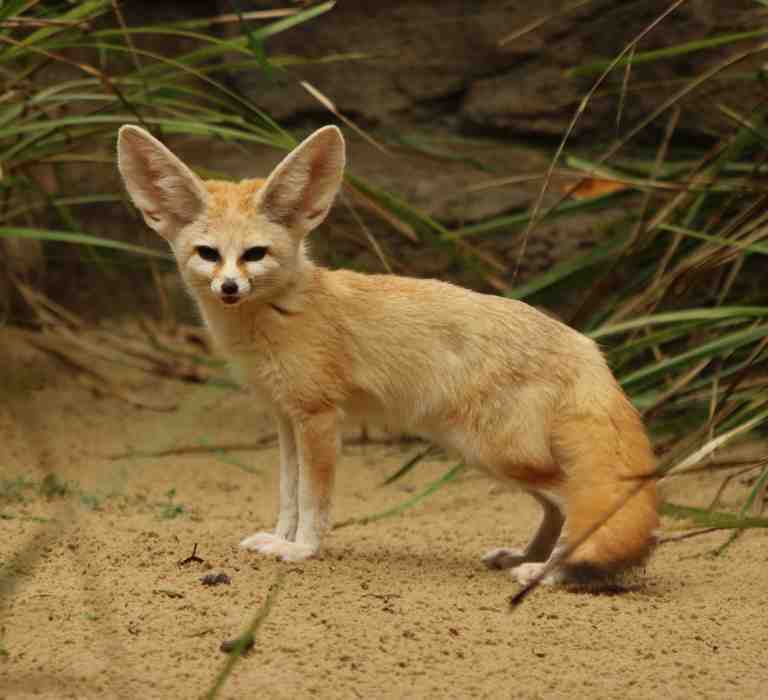 fennec fox.jpg