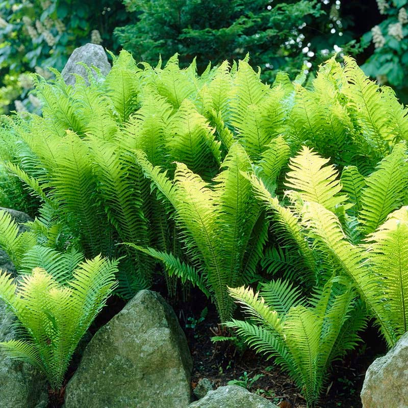 fern-ostrich-matteuccia-struthiopteris-cropped.jpg