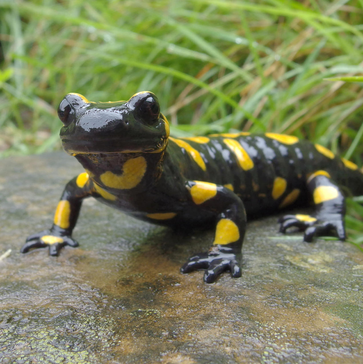 feuersalamander-die-krankheit-wurde-vermutlich-vor-mehr-als-zehn-jahren-ueber-den-tierhandel-a...jpg