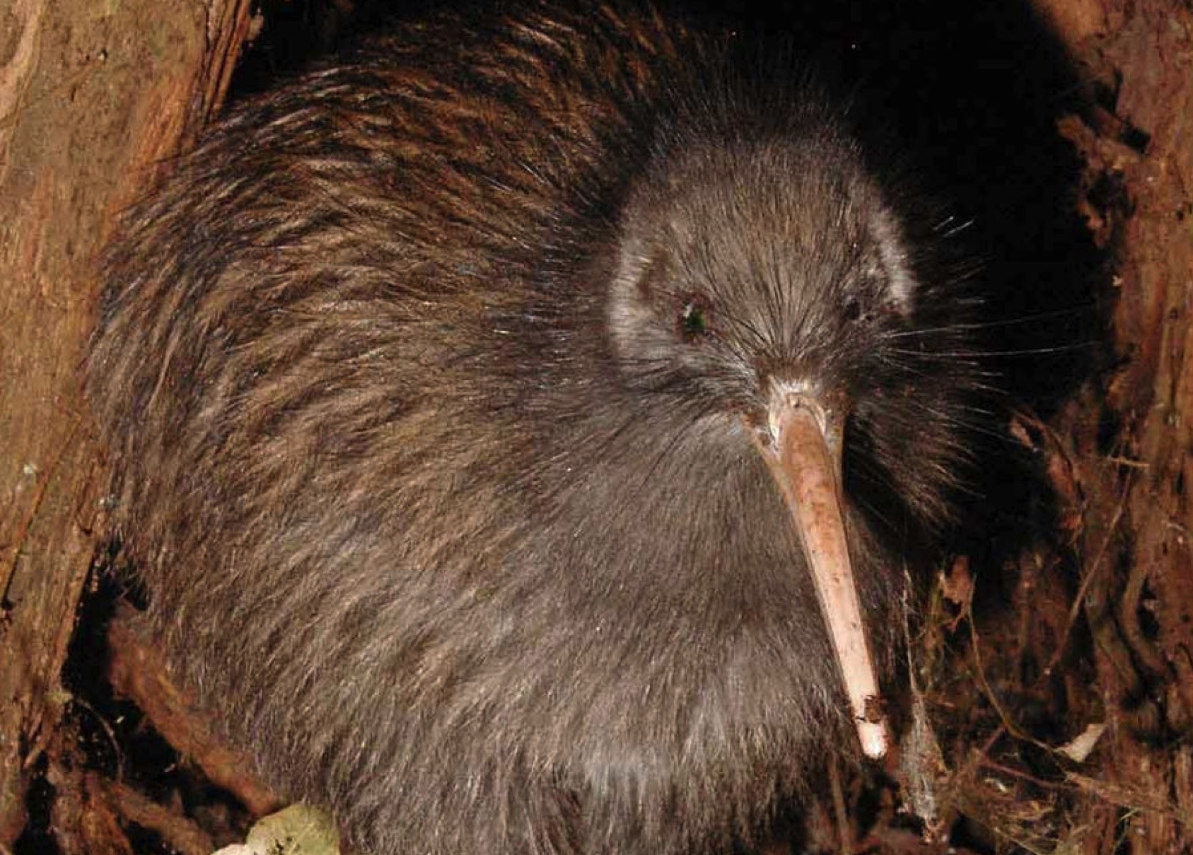 FI-Kiwi-Bird.jpg