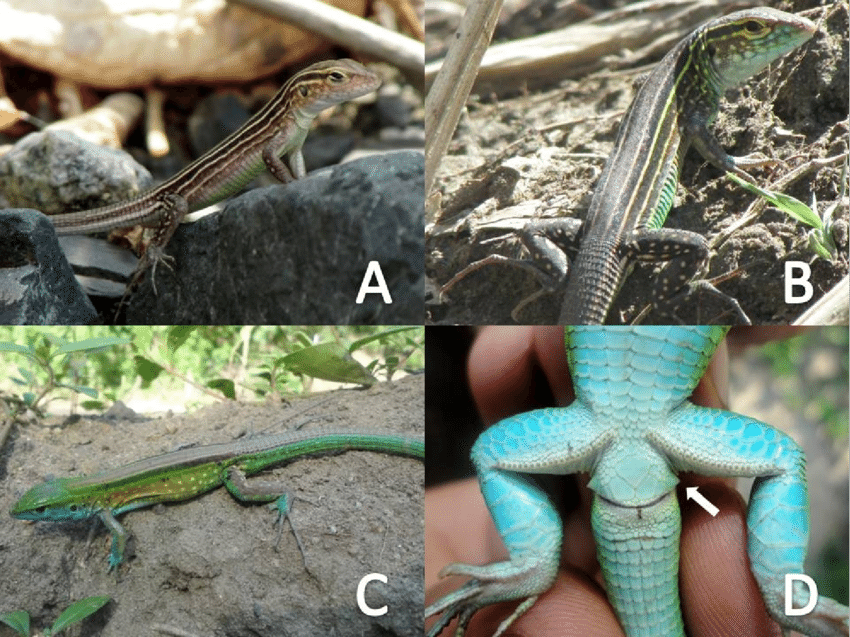 Figura-1-Dimorfismo-sexual-de-Cnemidophorus-lemniscatus-A-Hembra-B-Juvenil-C.png