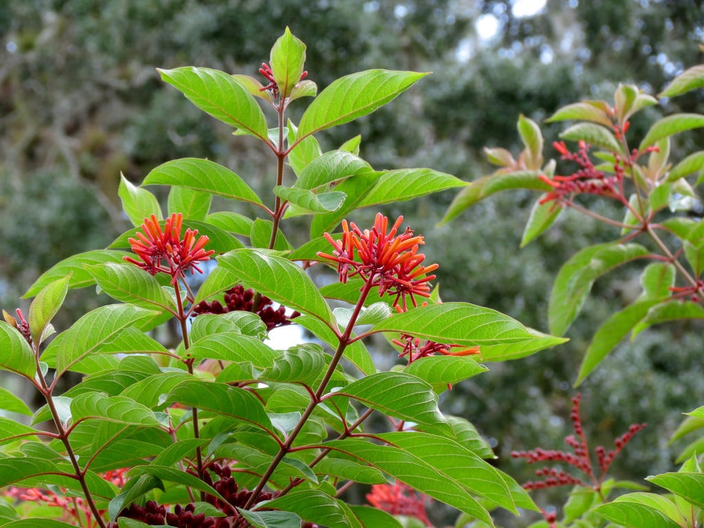 firebush (1).jpg