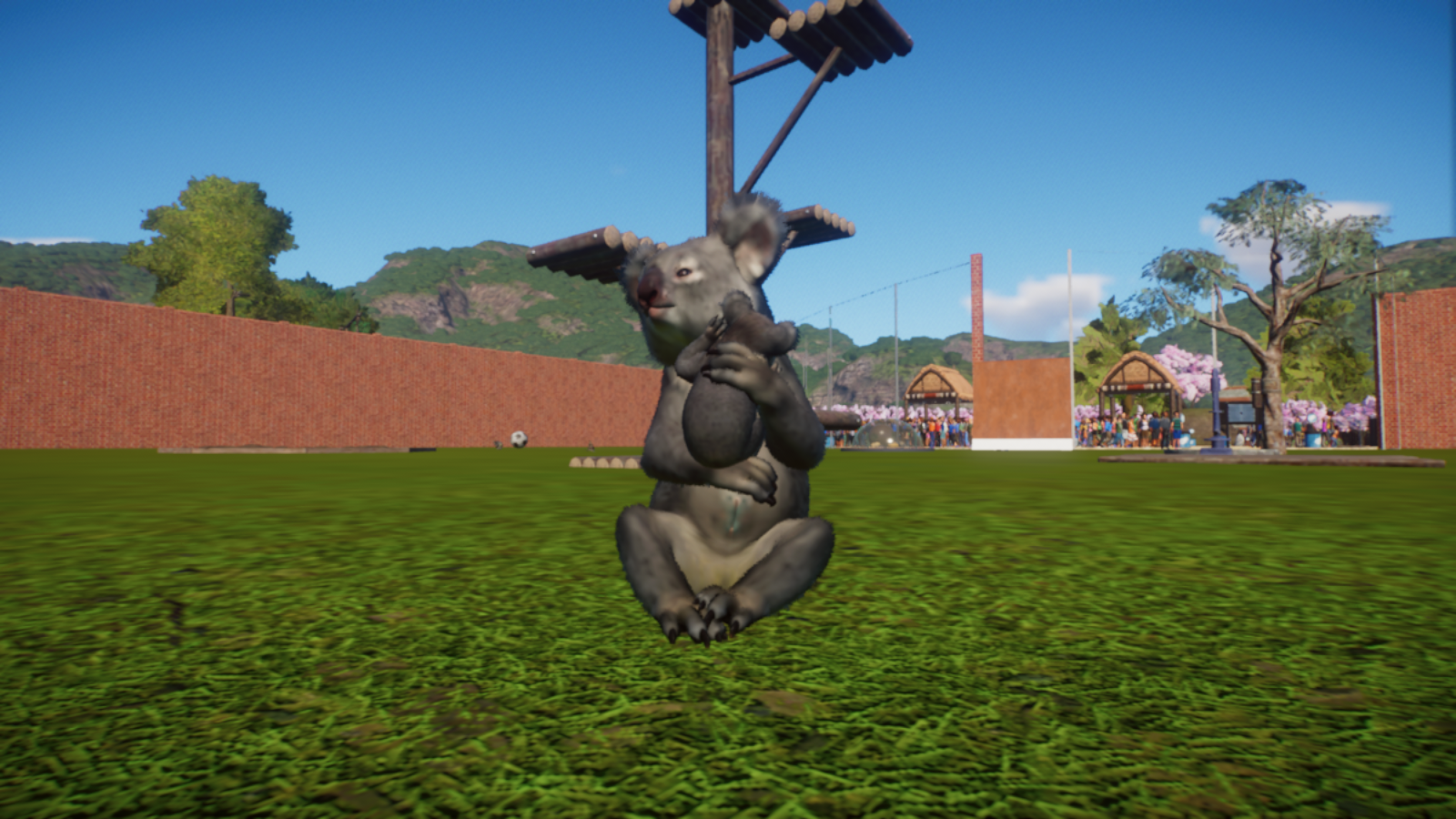 First koala baby after haveing to struggle.png