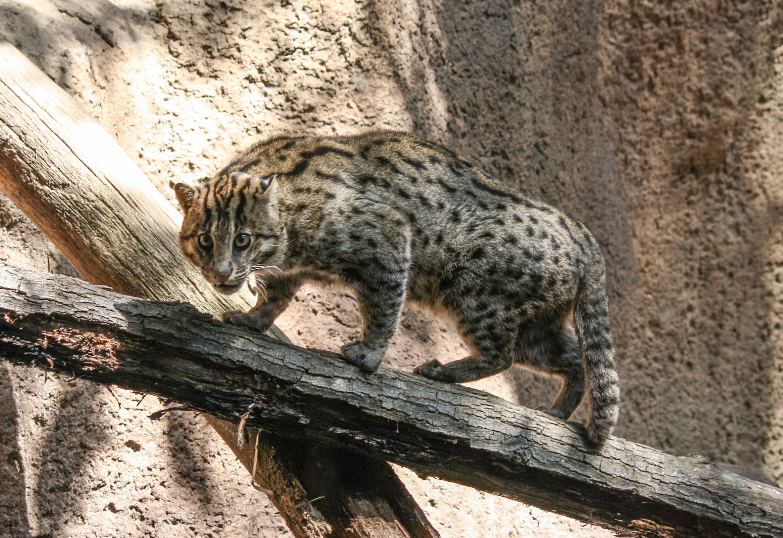 Fishing_cat_in_San_Diego_Zoo.jpg