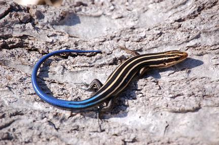 fivelinedskink.jpg