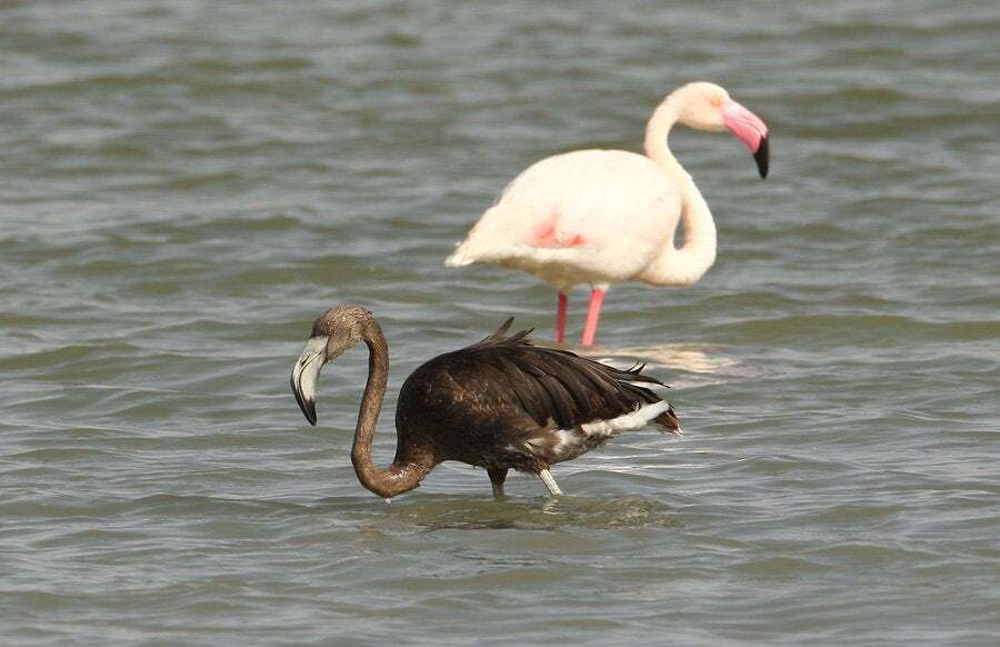 flamingo1.jpg