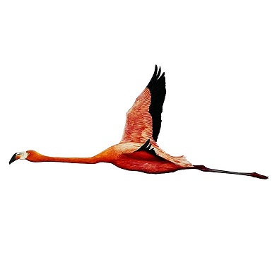 flamingo3566.jpg