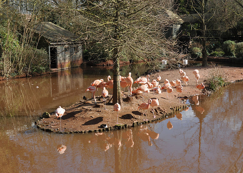 Flamingos.jpg