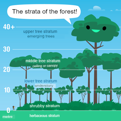 Floresta.translated.jpg