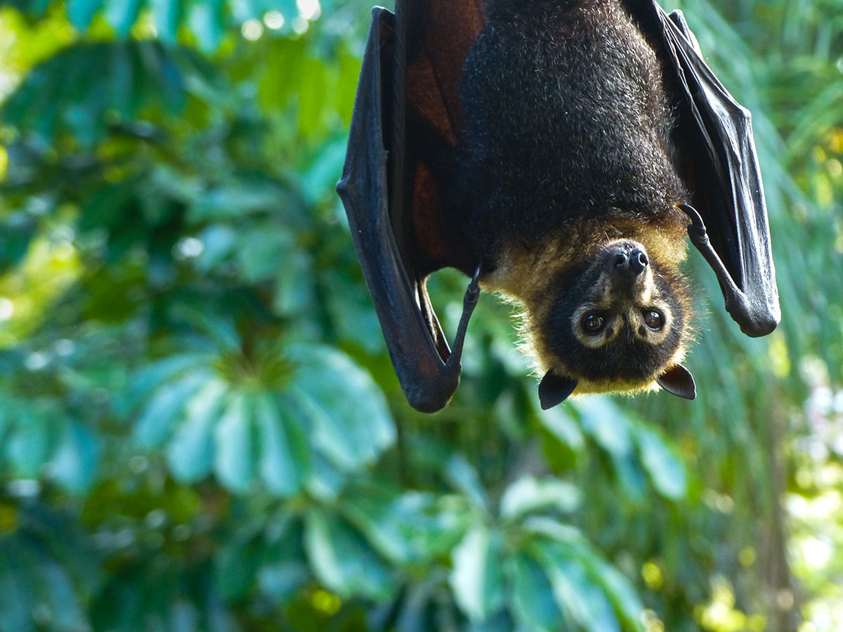 FlyingFox.jpg