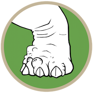 foot.png