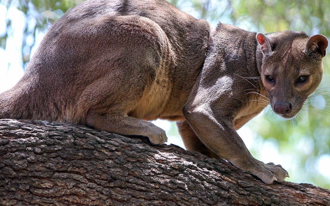 Fossa-2.jpg