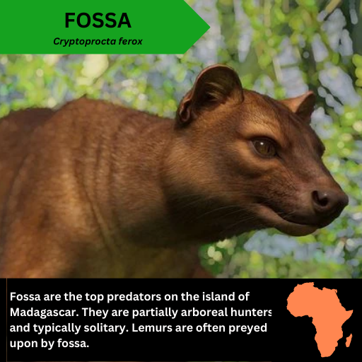 FOSSA Cryptoprocta ferox.png