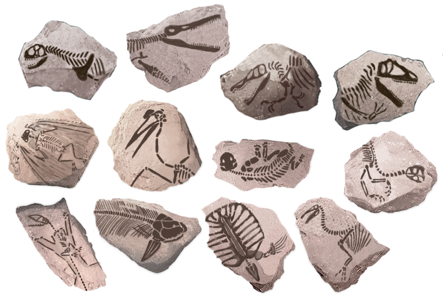Fossils V3.png
