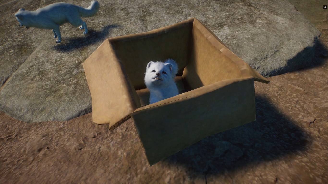 Fox in Box.jpg
