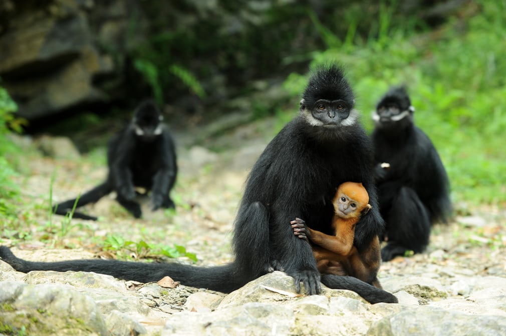 francois langur vietnam.jpg
