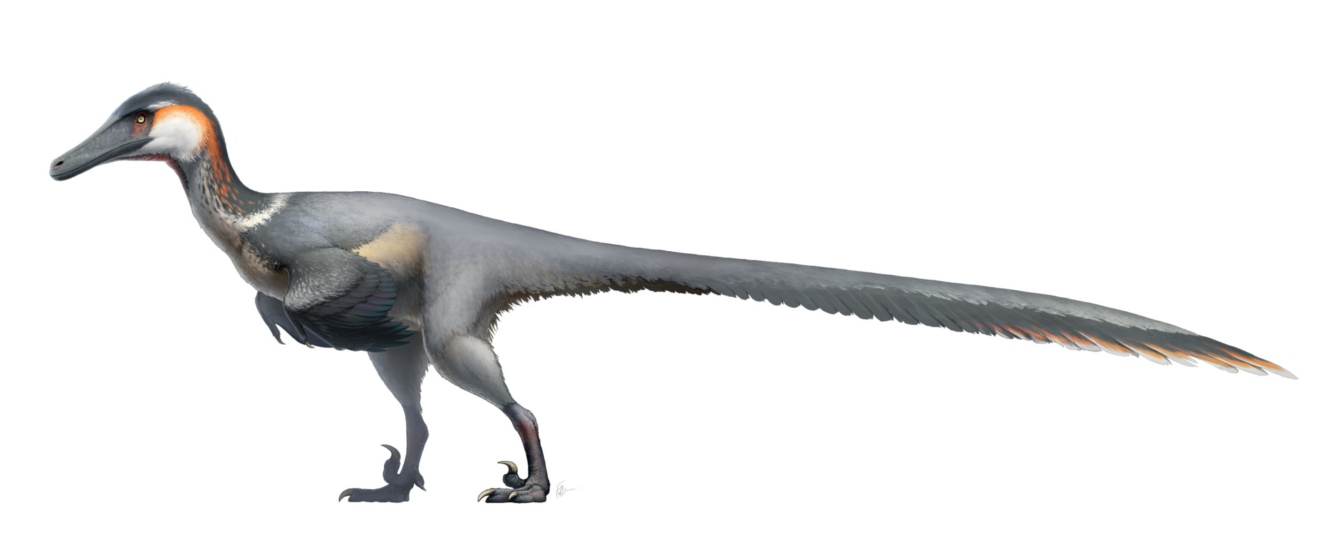fred-wierum-dromaeosaurs-austro2.jpg