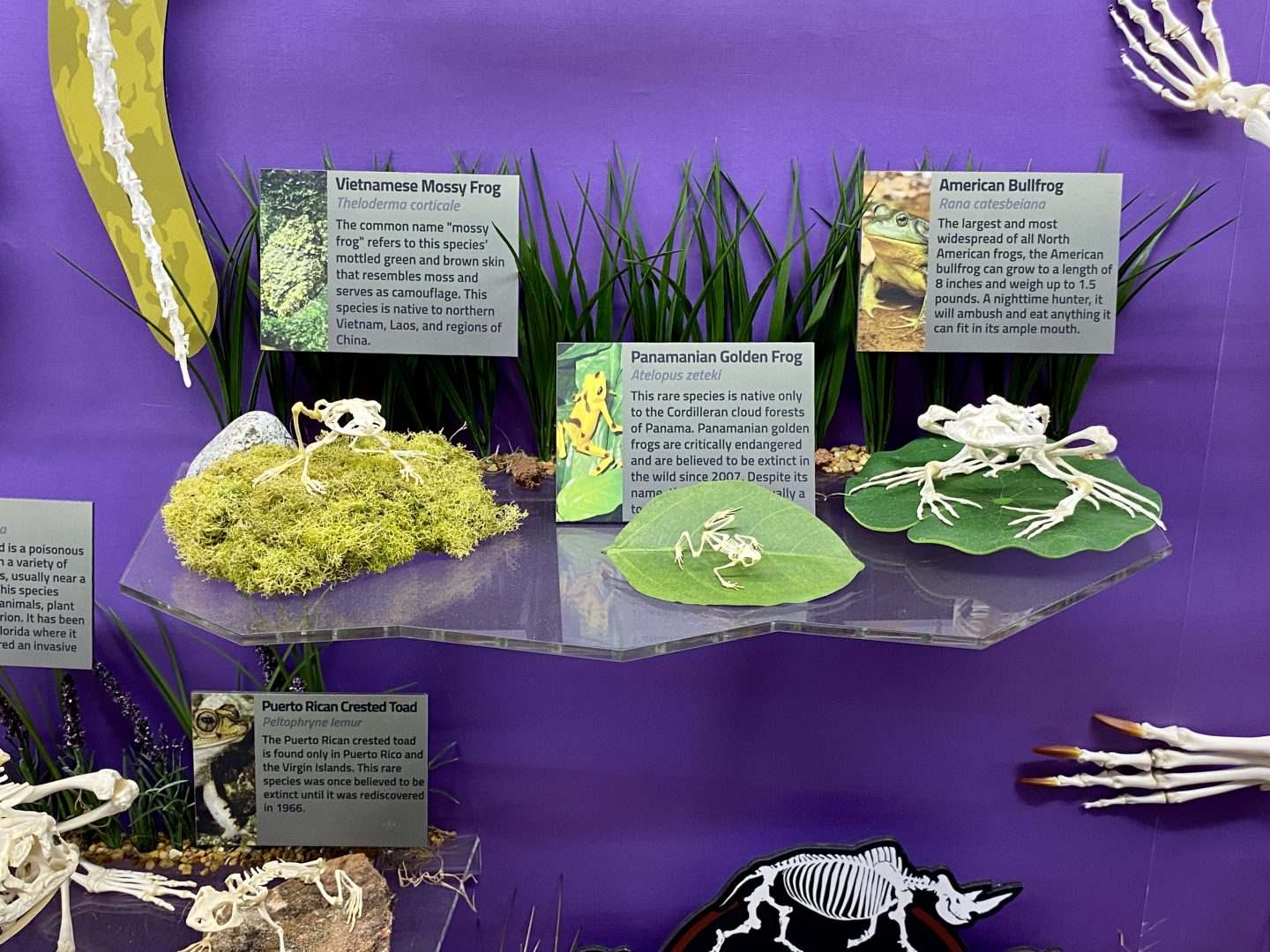 Frog-Skeletons.jpg