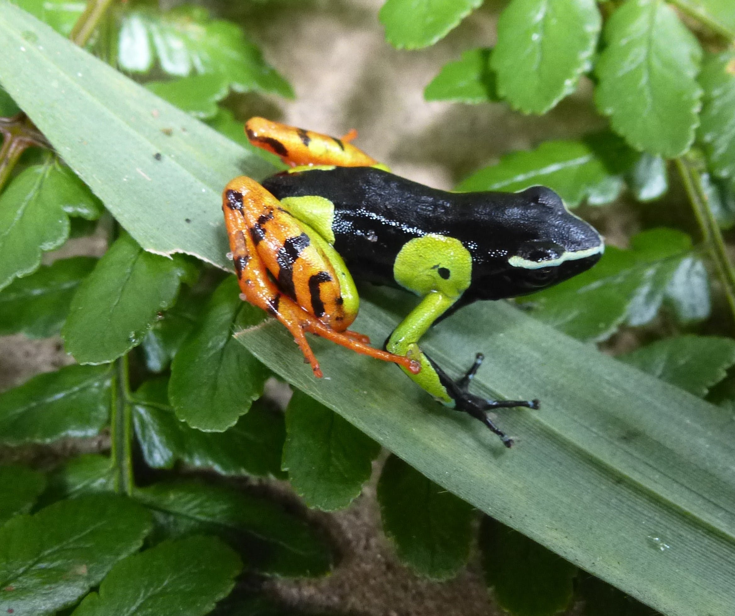 frog3.jpeg