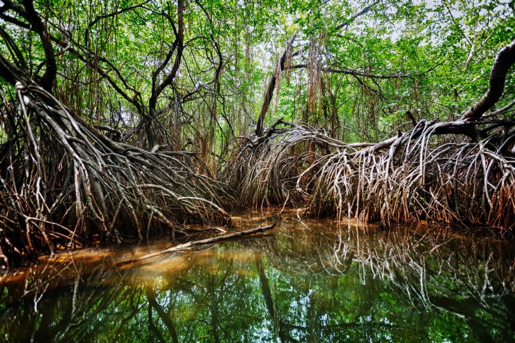 full-mangrove-at-sierpe.jpg