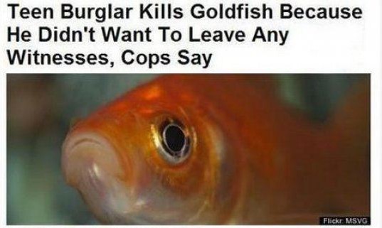 funny-newspaper-headlines-goldfish.jpg