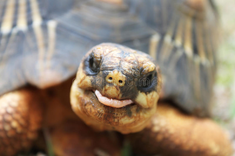 funny-tortoise-17638852.jpg