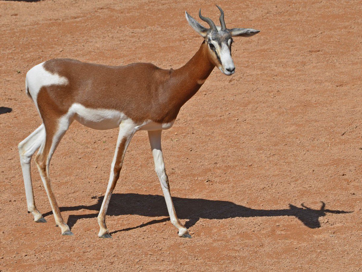 Gacela-mhorr-subespecie-de-gacela-dama-Bioparc-Valencia-2014.jpg