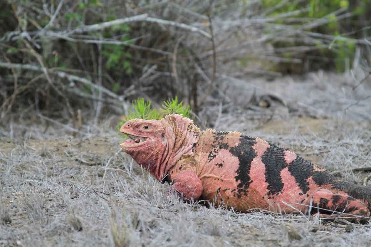 Galapagos pink iguana.jpg