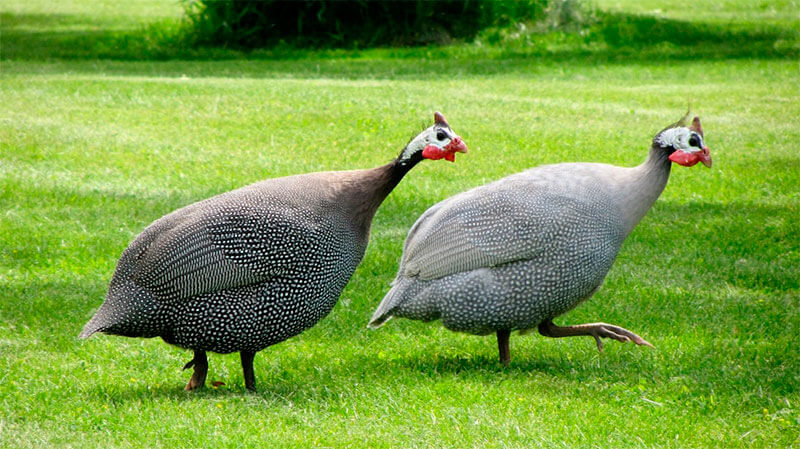 gallina-guinea-cautividad.jpg