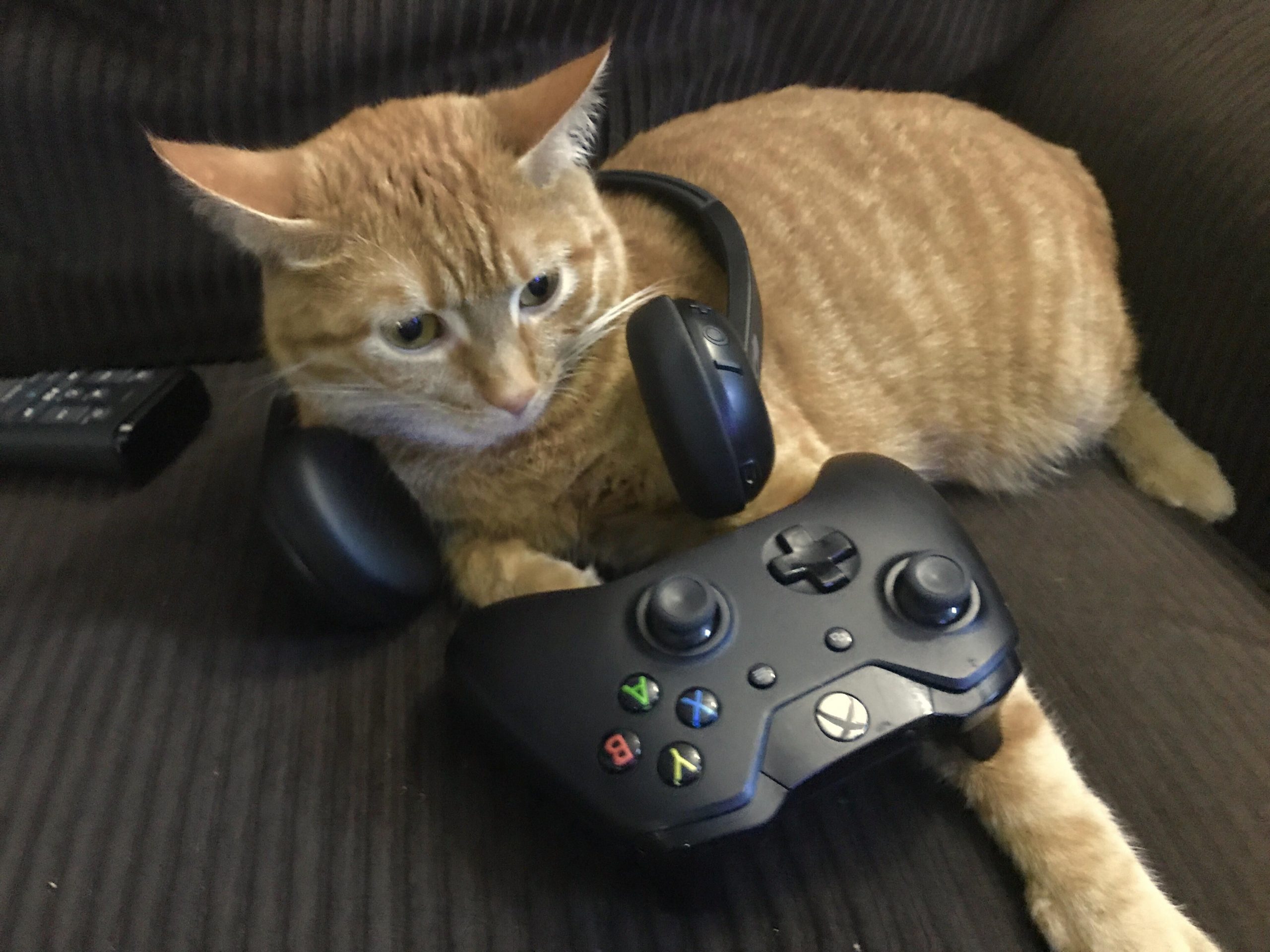 Gaming-Cat-scaled.jpg