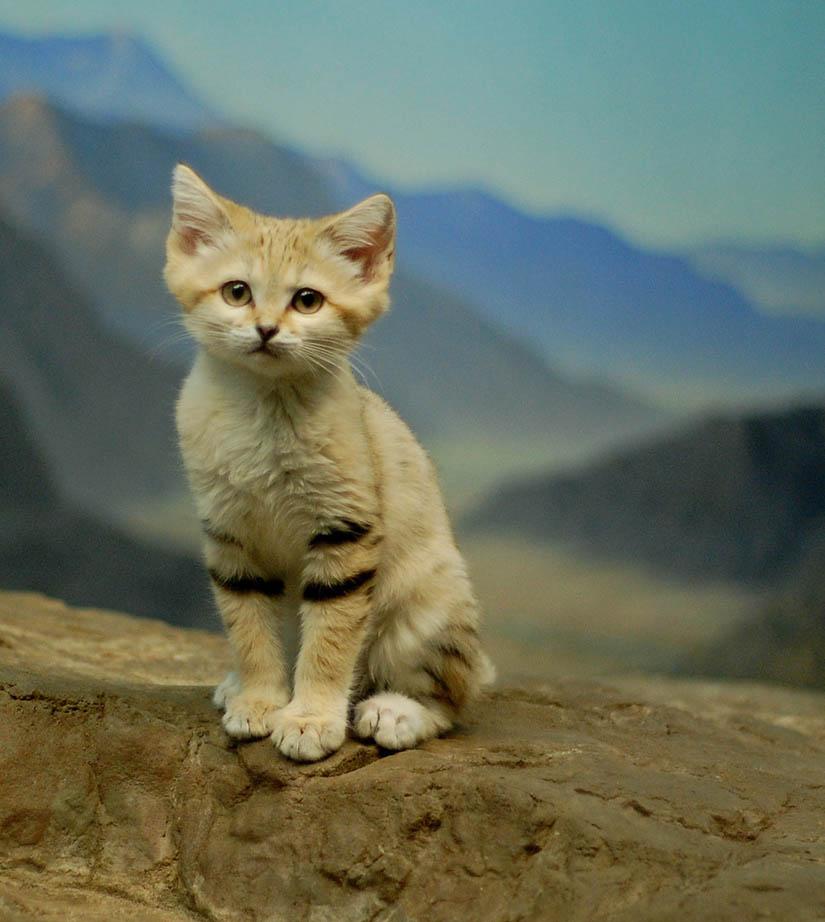 gatitodel.jpg