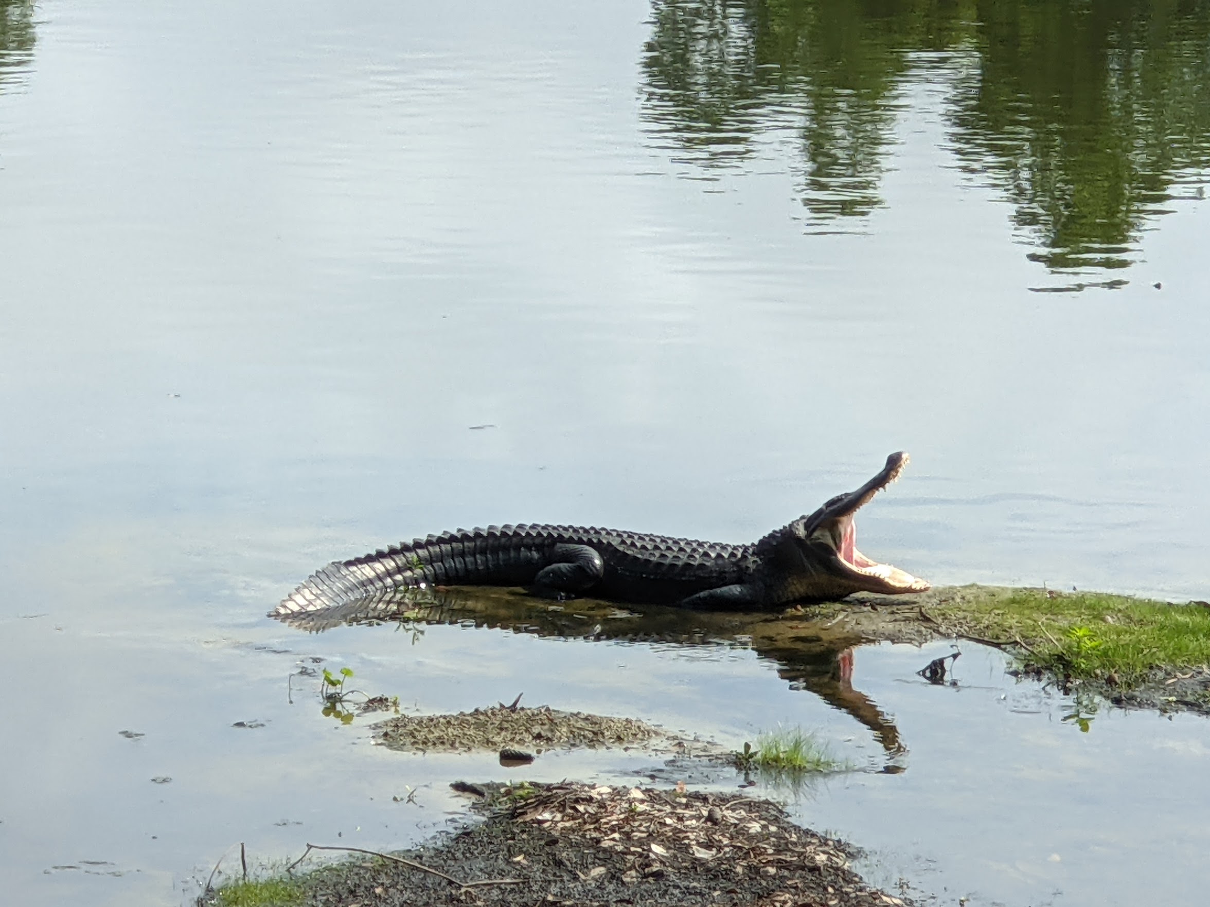 gator.jpeg