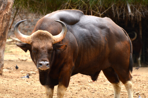 Gaur.jpg