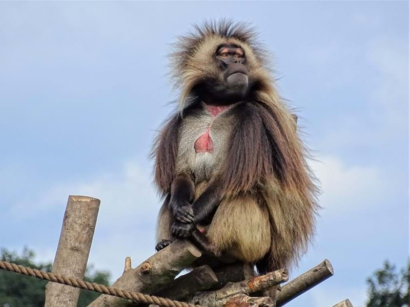 gelada-cr-shelley-tolan.jpeg